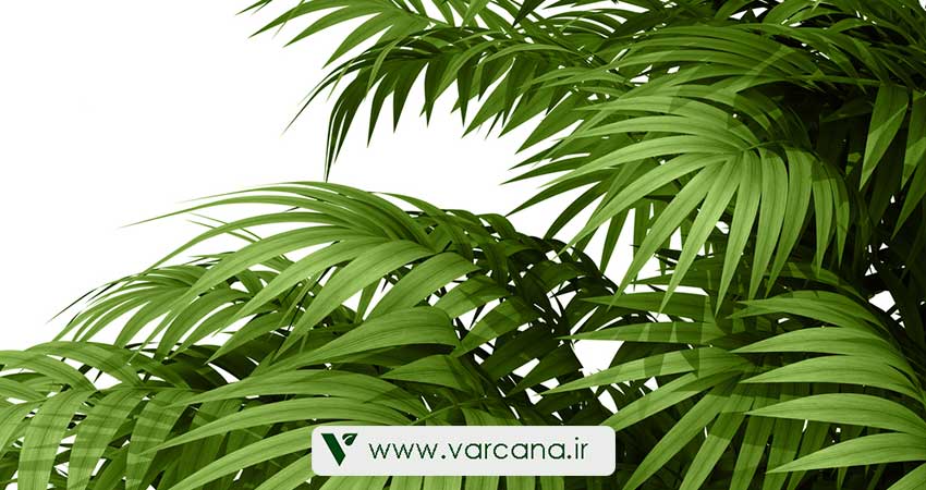 برگ نخل اریکا