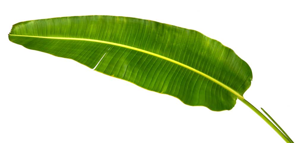 برگ نخل مسافر
