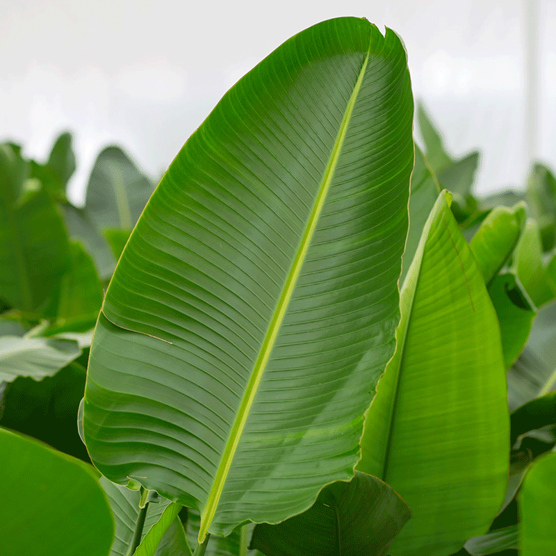 خرید نخل نیکولای