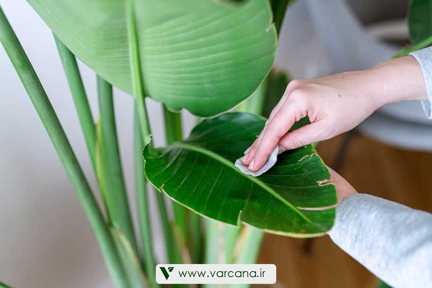 شرایط نگهداری نخل نیکولای