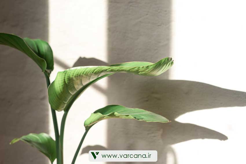 قیمت نخل نیکولای