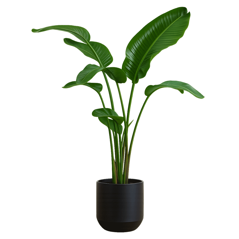 نخل نیکولای