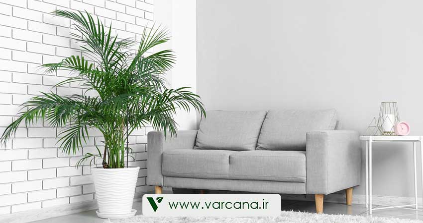 نگهداری نخل اریکا در آپارتمان