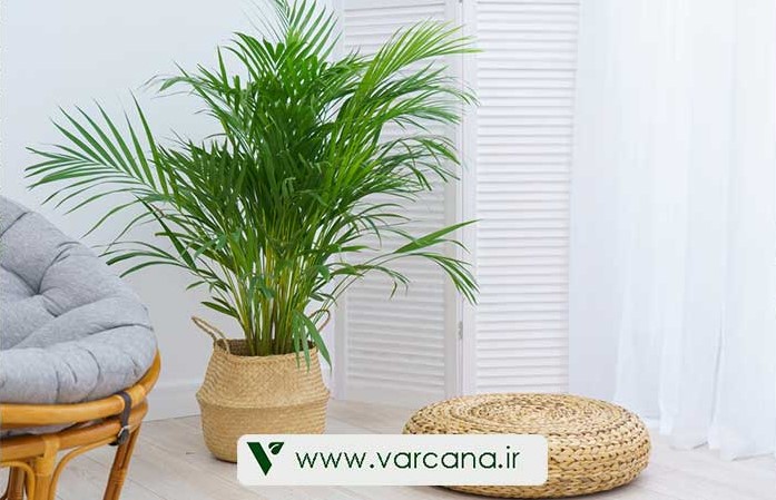 نگهداری نخل اریکا در منزل