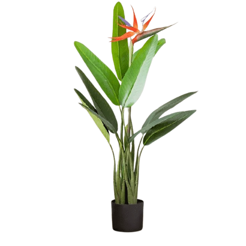 پرنده بهشتی نیکولای