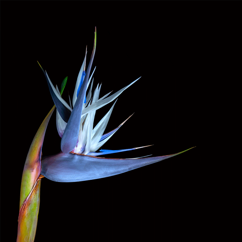 گل نخل نیکولای