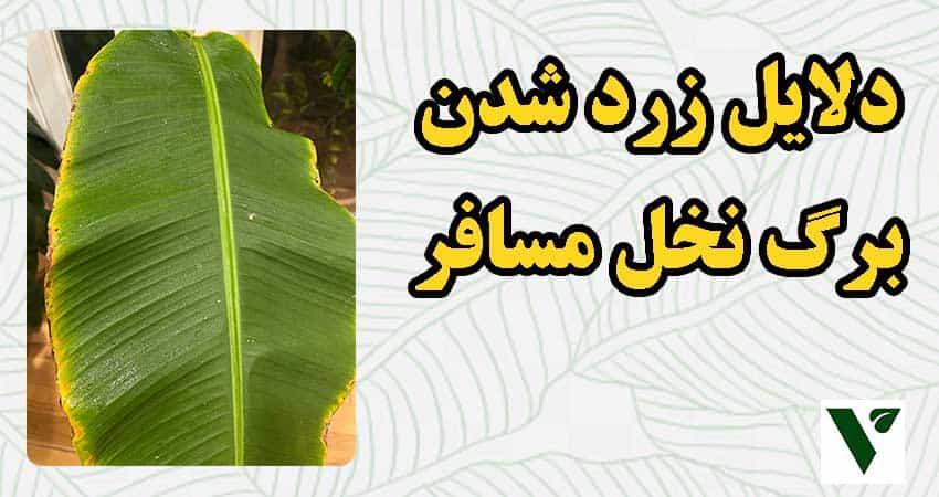 دلیل زرد شدن برگ نخل مسافر