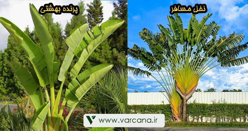 فرق نخل مسافر با پرنده بهشتی
