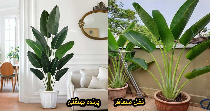 فرق نخل مسافر با پرنده بهشتی