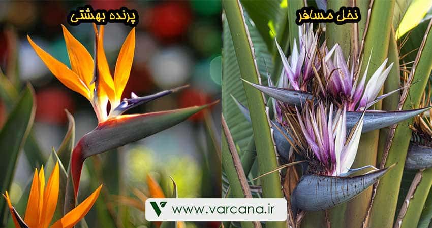 مقایسه نخل مسافر با پرنده بهشتی