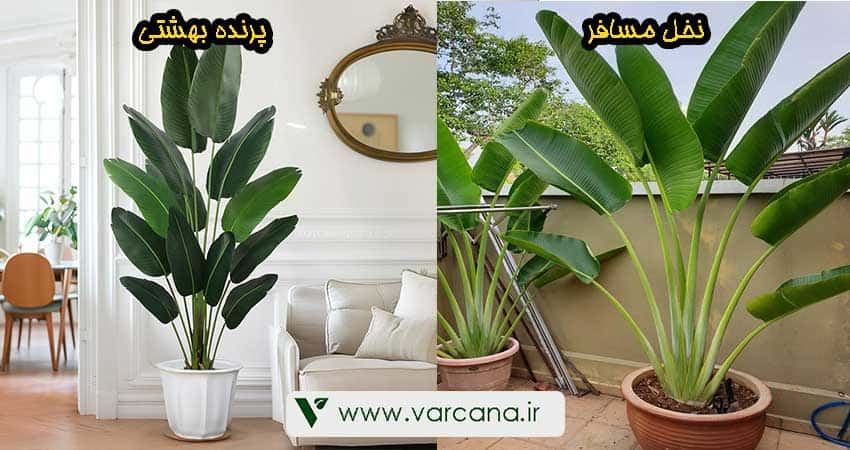 نخل مسافر یا پرنده بهشتی