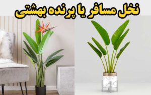 نخل مسافر یا پرنده بهشتی