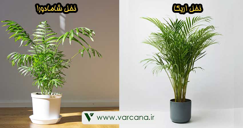 تفاوت نخل اریکا و شامادورا