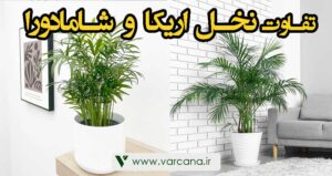 تفاوت نخل اریکا وشامادورا