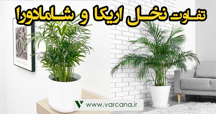 تفاوت نخل اریکا وشامادورا