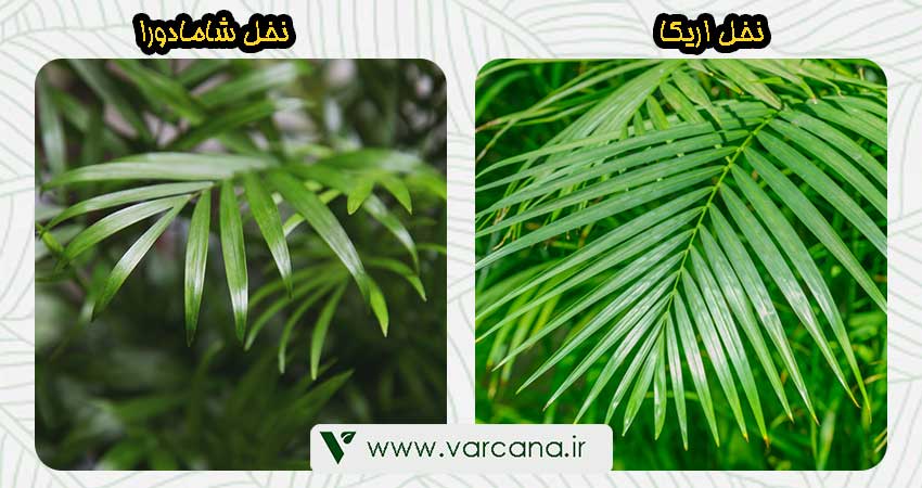 فرق نخل اریکا با شامادورا