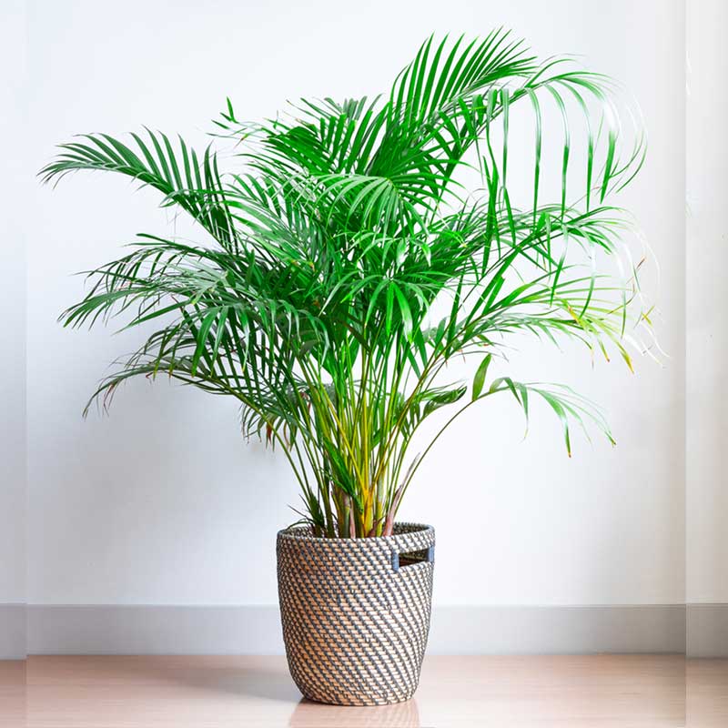 خرید نخل اریکا یک متری