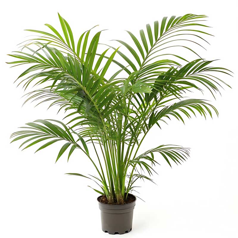 قیمت نخل اریکا یک متری