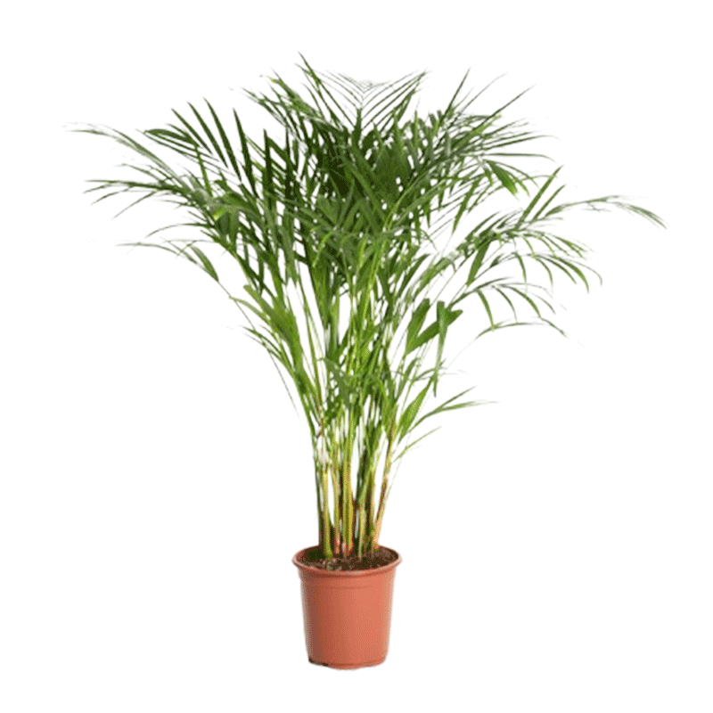 نخل اریکا یک متری